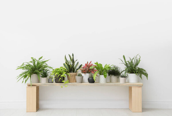 Many different houseplants near white wall in room