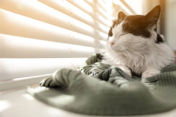 Evde Pencere Pervazında Dinlenen Sevimli Bir Kedi Mesaj Için Yer — Stok fotoğraf