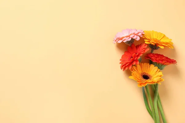 Hermosas Flores Gerberas Coloridas Sobre Fondo Beige Disposición Plana Espacio — Foto de Stock