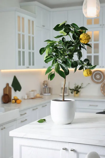 厨房台面上有成熟果实的盆栽白杨树 — 图库照片