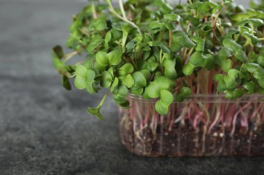 Gri masadaki plastik kabın içinde taze turp mikroçipleri, yakın plan.