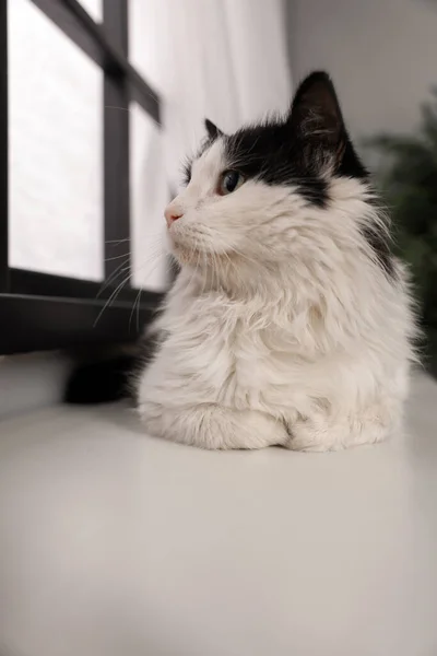 かわいい猫は家で窓辺でリラックスしています 可愛いペット — ストック写真