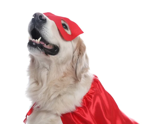 Adorable Perro Capa Superhéroe Rojo Máscara Sobre Fondo Blanco — Foto de Stock