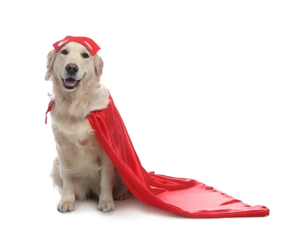 Adorable Perro Capa Superhéroe Rojo Sobre Fondo Blanco — Foto de Stock