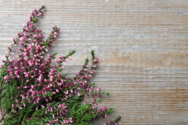 Heidekrautzweige Mit Schönen Blüten Auf Grauem Holztisch Flach Gelegt Raum — Stockfoto