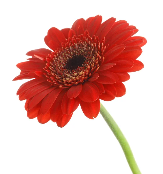 Beautiful Red Gerbera Flower White Background — Stock Photo, Image