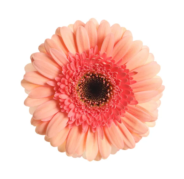 Bela Flor Gerbera Rosa Isolada Branco — Fotografia de Stock