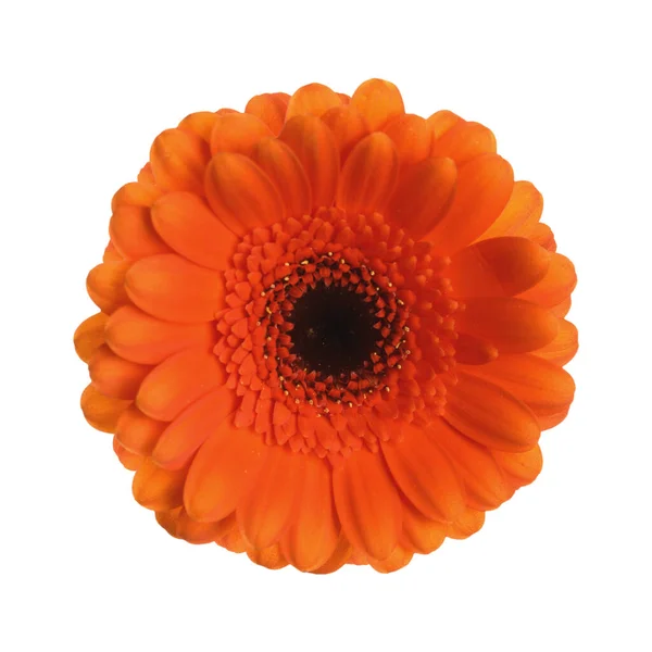 Bela Flor Gerbera Laranja Isolada Branco — Fotografia de Stock