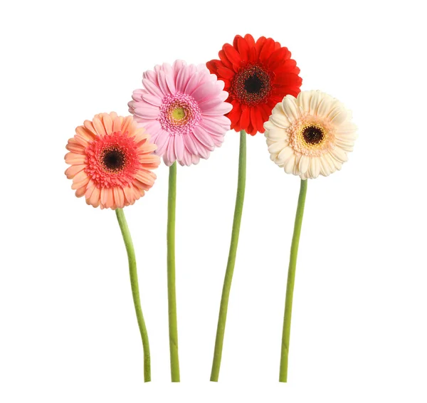 Set Met Mooie Gerbera Bloemen Witte Achtergrond — Stockfoto