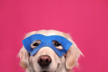 Pembe arka planda mavi süper kahraman maskeli sevimli köpek, yakın plan.