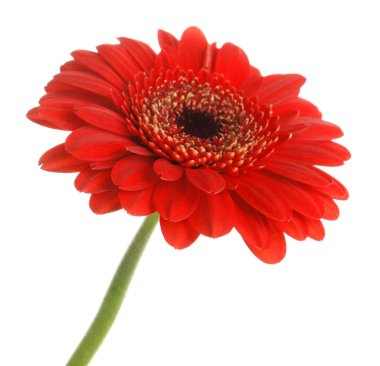 Güzel kırmızı gerbera çiçek beyaz arka plan üzerinde