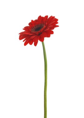 Güzel kırmızı gerbera çiçek beyaz arka plan üzerinde