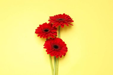 Sarı arka planda güzel, parlak Gerbera çiçekleri, düz uzanmış
