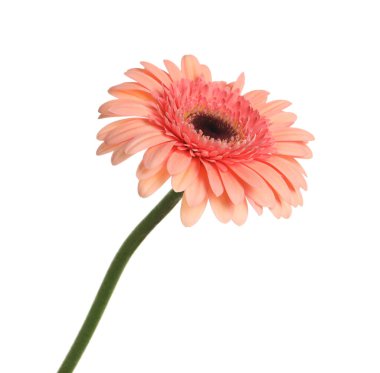 güzel pembe gerbera çiçek üzerinde beyaz izole