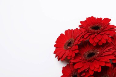 Beyaz arka planda güzel kırmızı gerbera çiçekleri, üst manzara