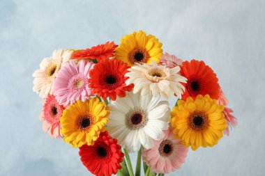 Açık mavi arka planda güzel renkli Gerbera çiçekleri.