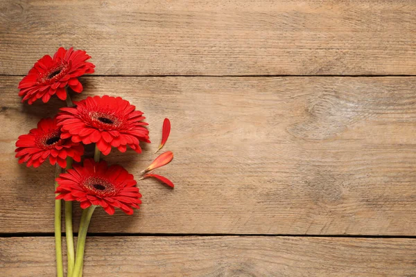 Gyönyörű Fényes Gerbera Virágok Háttér Lapos Feküdt Szöveg Helye — Stock Fotó