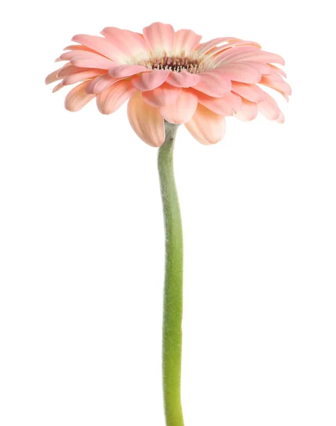 Gyönyörű Rózsaszín Gerbera Virág Elszigetelt Fehér — Stock Fotó
