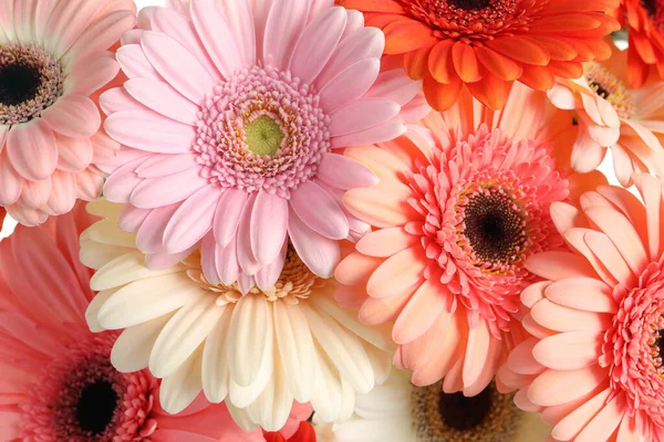 Mooie Kleurrijke Gerbera Bloemen Als Achtergrond Close — Stockfoto