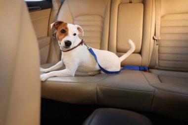 Jack Russel Terrier arabada. Sevimli hayvan.