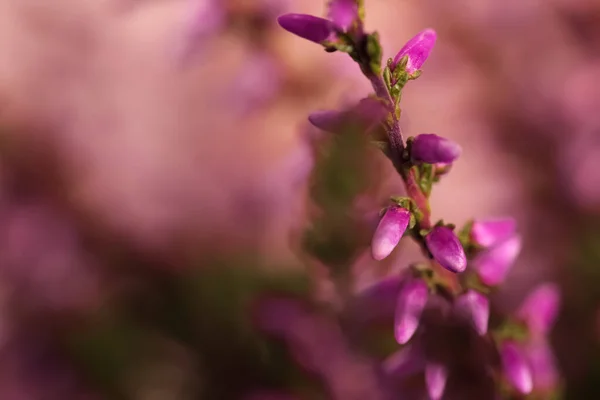 Heather Galho Com Belas Flores Fundo Borrado Close Espaço Para — Fotografia de Stock