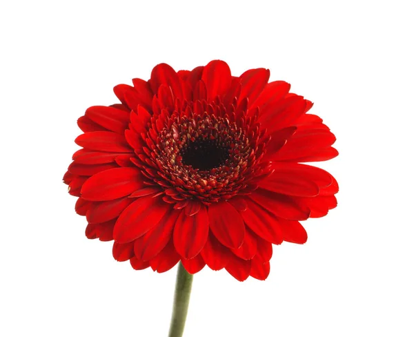 Bela Flor Gerbera Vermelha Fundo Branco — Fotografia de Stock