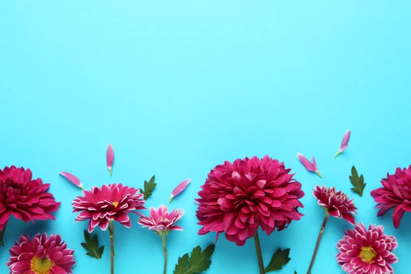 Hermosas Flores Crisantemo Sobre Fondo Azul Claro Disposición Plana Espacio — Foto de Stock