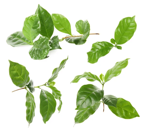 Υποκαταστήματα Φρέσκα Πράσινα Φύλλα Του Φυτού Καφέ Λευκό Φόντο Κολάζ — Φωτογραφία Αρχείου