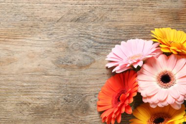 Güzel renkli Gerbera çiçekleri ahşap masada, düz yatıyordu. Metin için boşluk