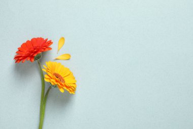 Rengarenk Gerbera çiçekleri ve açık arkaplanda yaprakları, düz bir zemin. Metin için boşluk