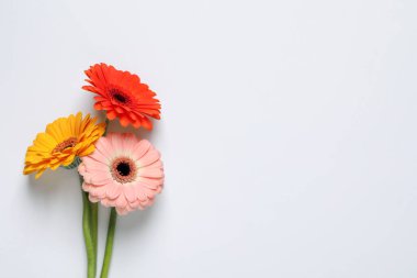 Beyaz arka planda güzel renkli Gerbera çiçekleri, düz bir zemin. Metin için boşluk