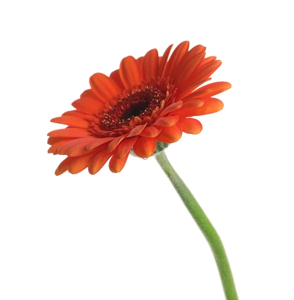 Bela Flor Gerbera Laranja Isolada Branco — Fotografia de Stock