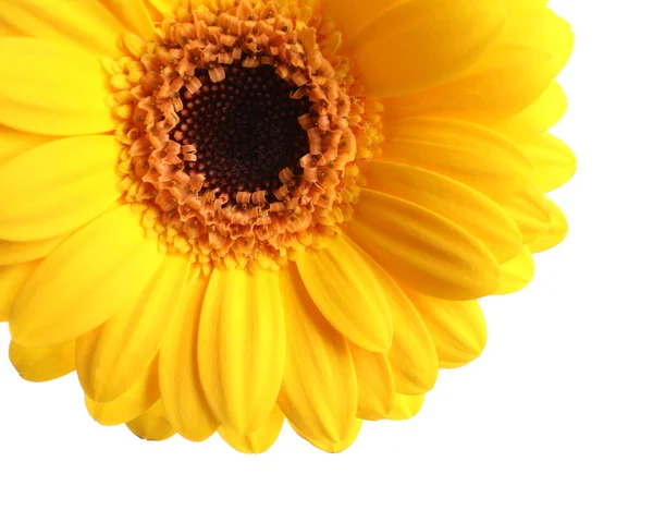 Mooie Gele Gerbera Bloem Witte Achtergrond Close — Stockfoto