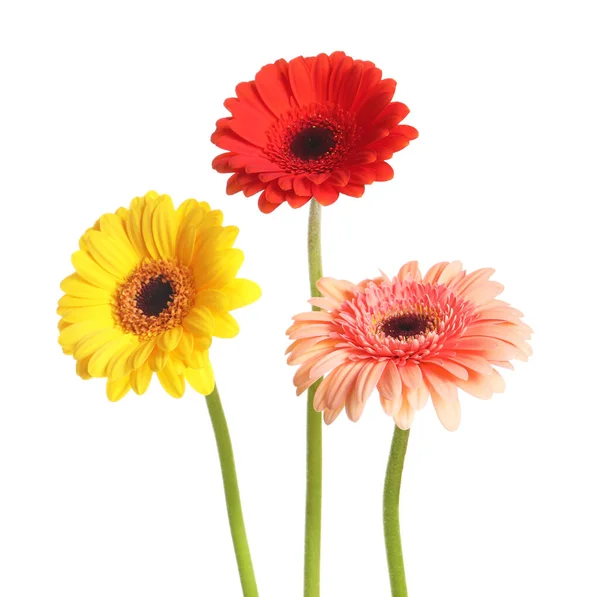 Mooie Kleurrijke Gerbera Bloemen Witte Achtergrond — Stockfoto