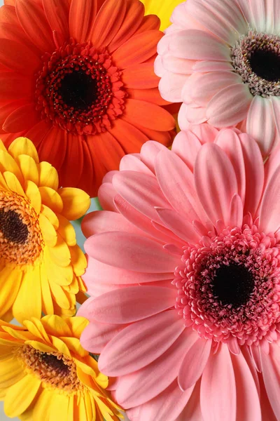 Hermosas Flores Gerberas Coloridas Como Fondo Primer Plano — Foto de Stock