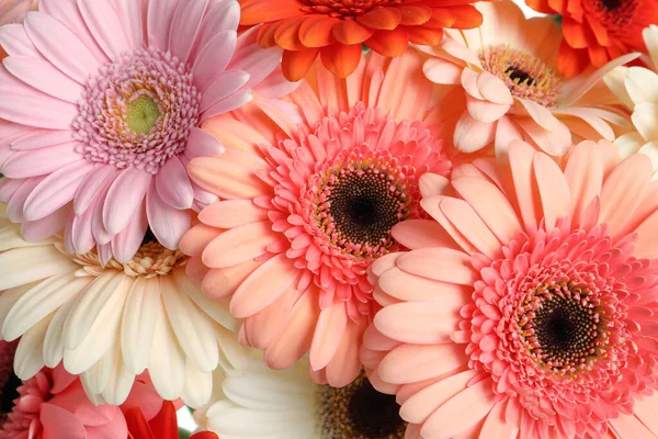 Hermosas Flores Gerberas Coloridas Como Fondo Primer Plano — Foto de Stock