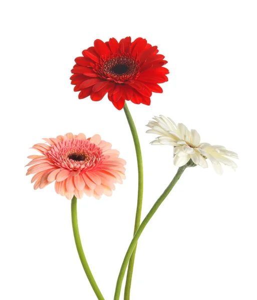 Mooie Kleurrijke Gerbera Bloemen Geïsoleerd Wit — Stockfoto