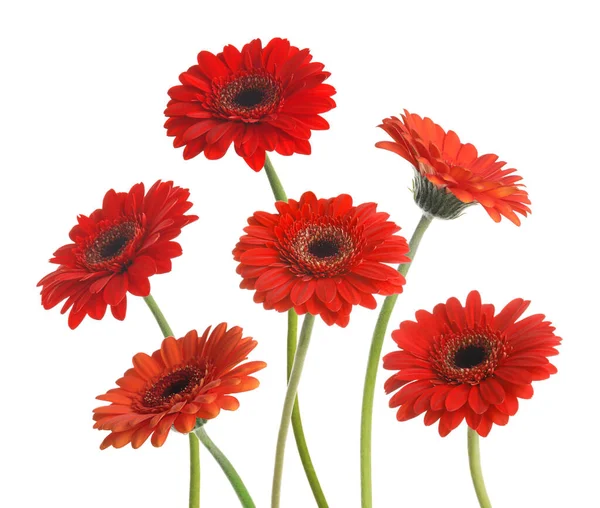 Veel Mooie Rode Gerbera Bloemen Geïsoleerd Wit — Stockfoto