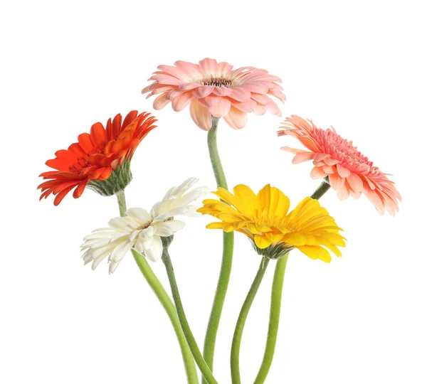 Veel Mooie Gerbera Bloemen Geïsoleerd Wit — Stockfoto