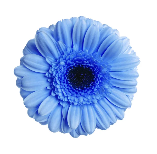 Belle Fleur Gerbera Bleue Sur Fond Blanc — Photo