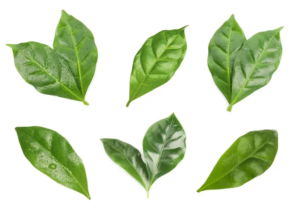 Σετ Φρέσκα Πράσινα Φύλλα Του Φυτού Καφέ Λευκό Φόντο — Φωτογραφία Αρχείου