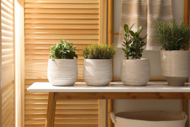 İçerideki ahşap masada farklı saksı bitkileri var.