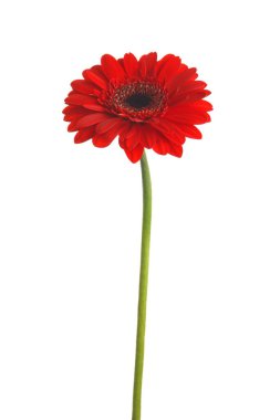 Güzel kırmızı gerbera çiçek beyaz arka plan üzerinde