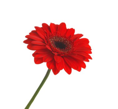 Güzel kırmızı gerbera çiçek beyaz arka plan üzerinde