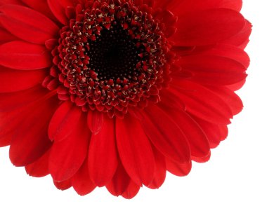 Güzel kırmızı gerbera çiçek beyaz arka plan üzerinde
