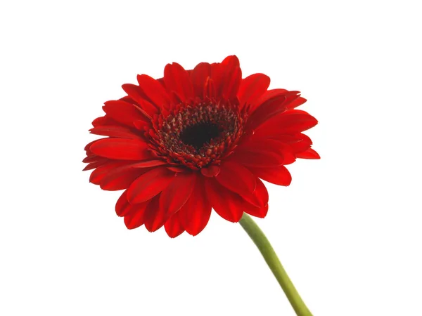 Mooie Rode Gerbera Bloem Witte Achtergrond — Stockfoto