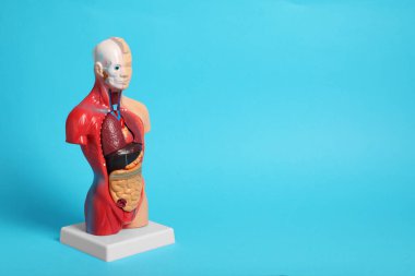 İnsan anatomisi mankeni açık mavi arka planda iç organları gösteriyor. Metin için boşluk