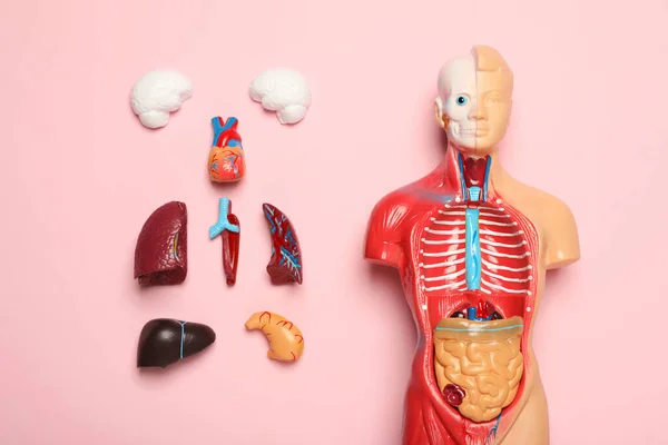 Flat Lay Composition Human Anatomy Mannequin Internal Organs Pink Background — Stock Photo, Image