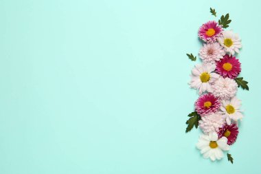 Açık mavi arka planda güzel kasımpatı çiçekleri, düz bir zemin. Metin için boşluk