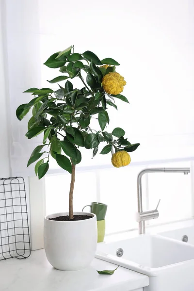 Potted Bergamot Pohon Dengan Buah Matang Atas Meja Dapur — Stok Foto